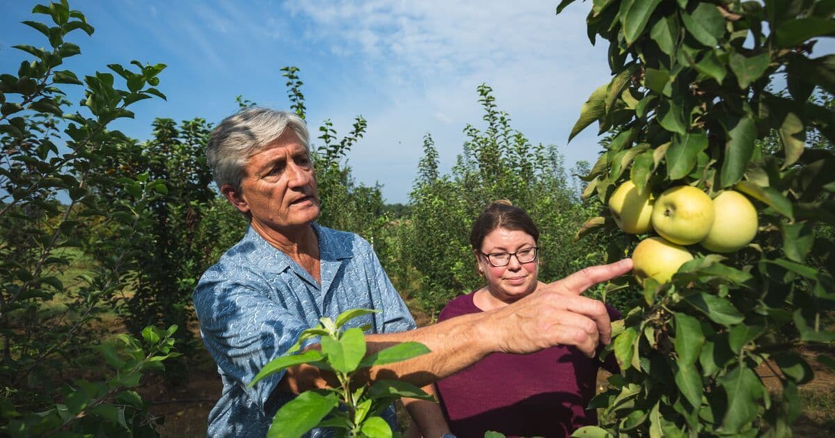 Christopher Walsh, Professor of Plant Science and Landscape, pictured with his graduate assistant, Julia Harshman, developers of a new apple tree variety, the Antietam Blush, photographed at the Western Maryland Research and Education Center in Keedysville, MD